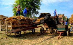 Threshing the Wheat